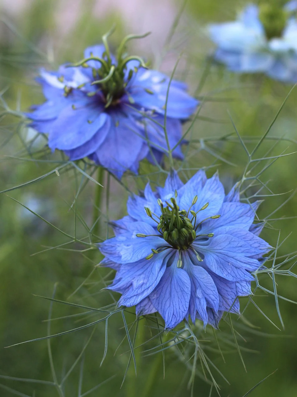 Nigella damascena <br>LOVE IN A MIST INDIGO BLUE - Image 3