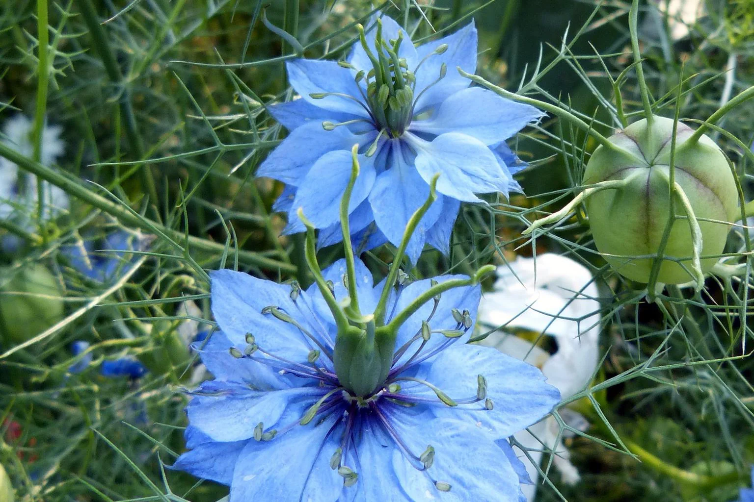 Nigella damascena <br>LOVE IN A MIST INDIGO BLUE - Image 4