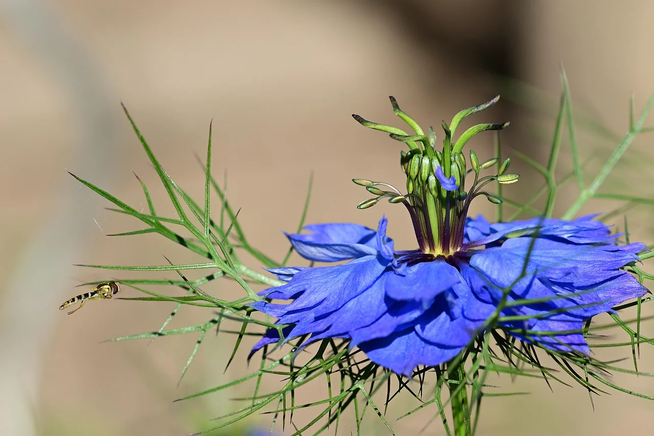 Nigella damascena <br>LOVE IN A MIST INDIGO BLUE - Image 5