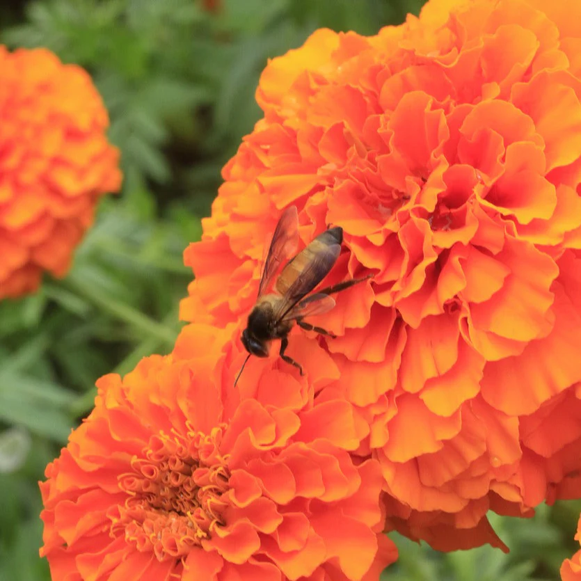 Tagetes erecta <br>MARIGOLD 'CRACKERJACK' AFRICAN - Image 3
