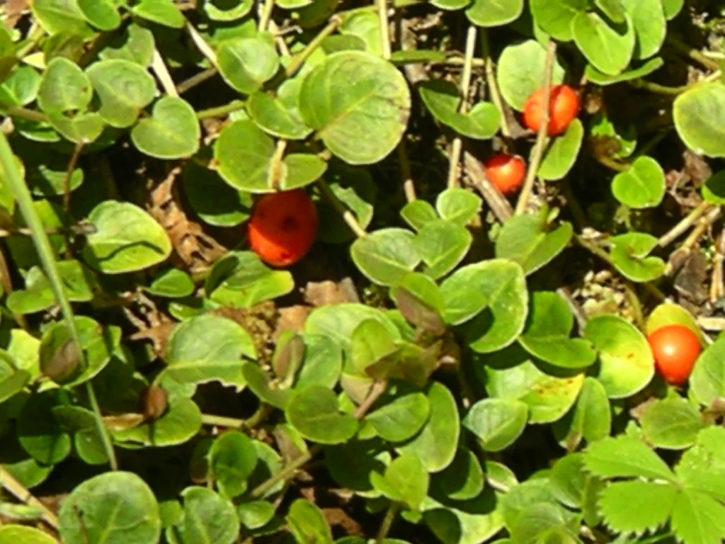 Mitchella repens <br>PARTRIDGE BERRY - Image 3