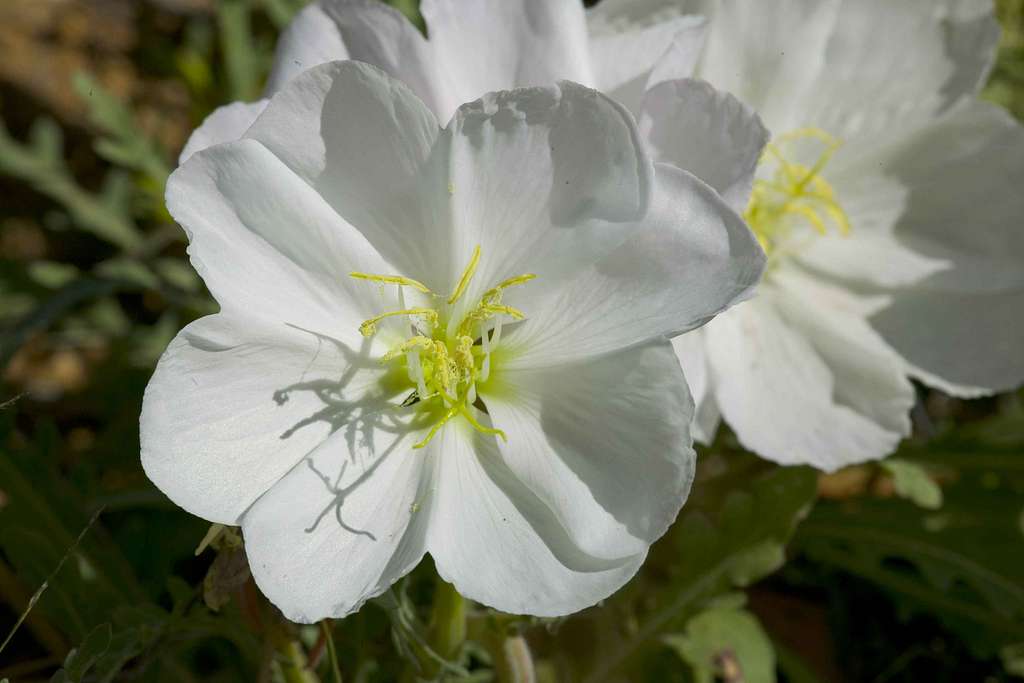 Oenothera pallida <br>PALE WHITE EVENING PRIMROSE - Image 3