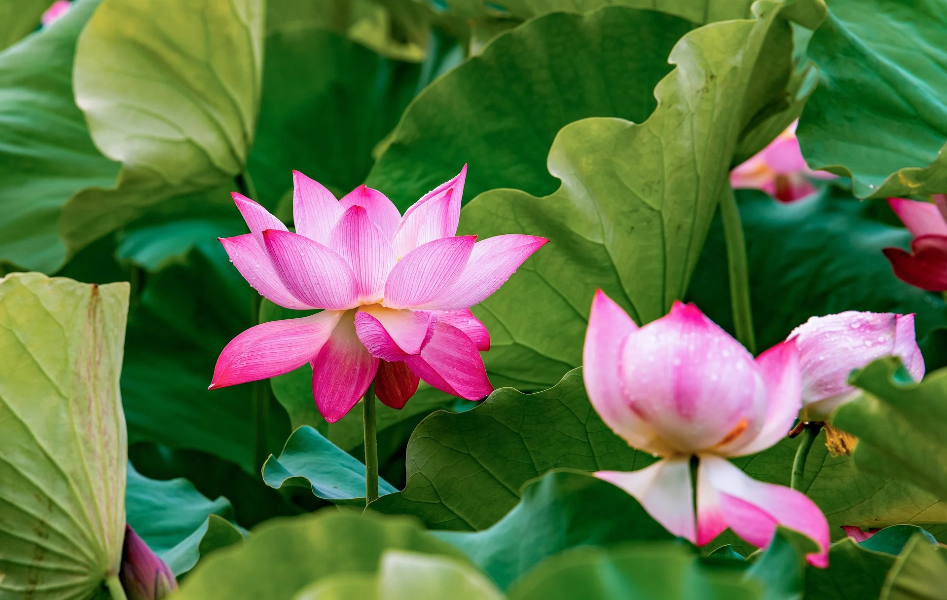 Nelumbo nucifera <br>PINK SACRED WATER LOTUS - Image 10