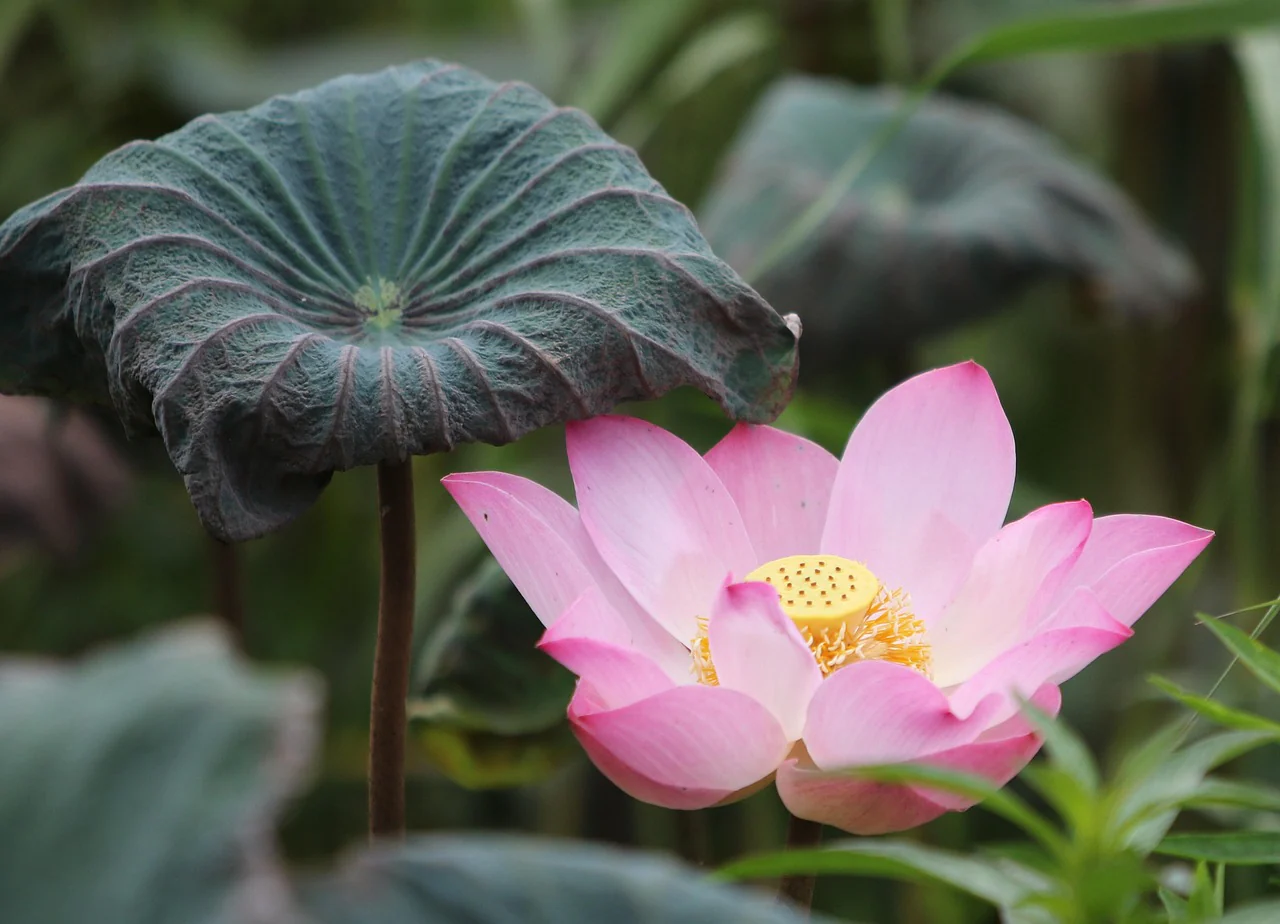 Nelumbo nucifera <br>PINK SACRED WATER LOTUS - Image 11