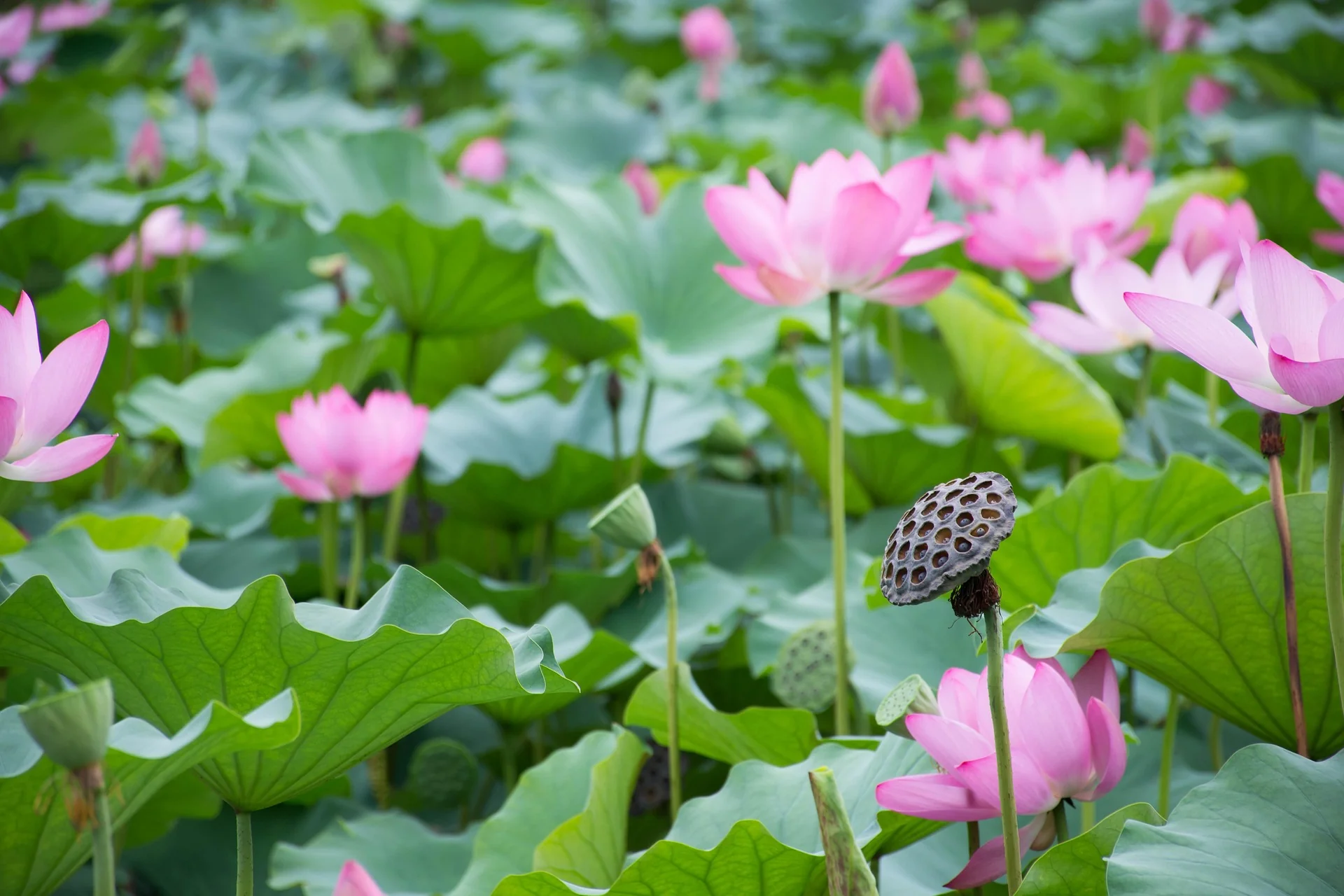 Nelumbo nucifera <br>PINK SACRED WATER LOTUS - Image 13