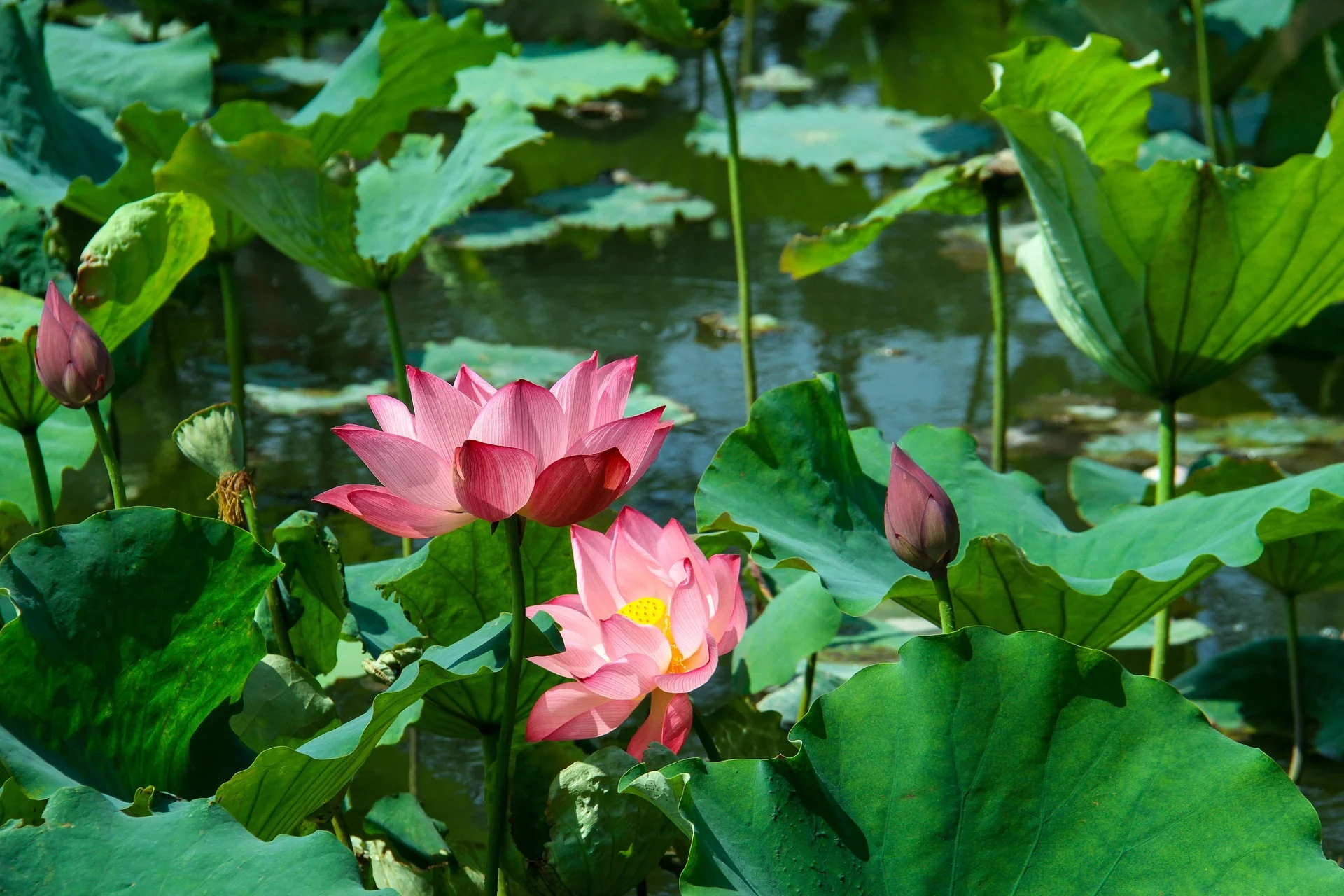 Nelumbo nucifera <br>PINK SACRED WATER LOTUS - Image 14