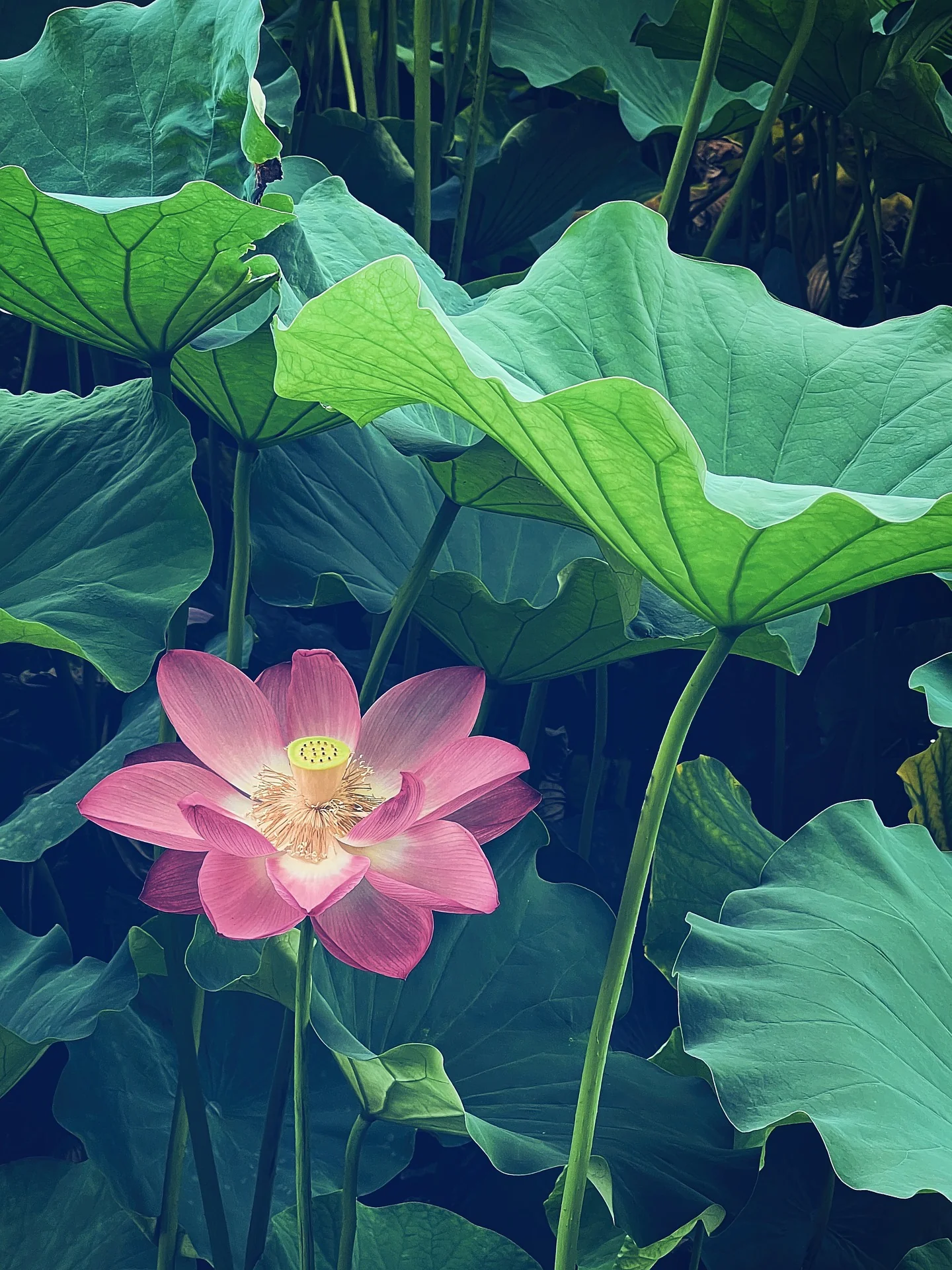 Nelumbo nucifera <br>PINK SACRED WATER LOTUS - Image 3