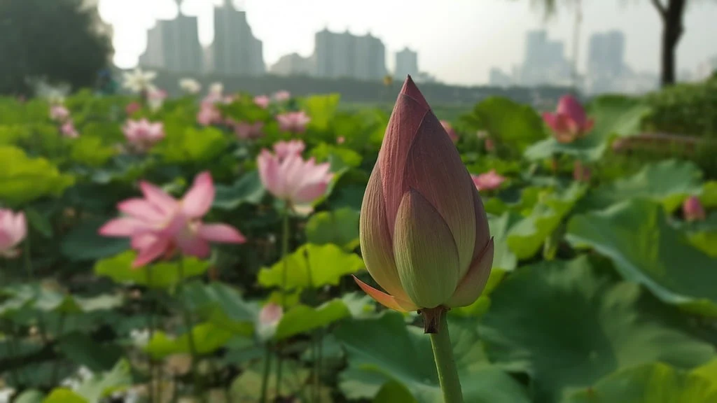 Nelumbo nucifera <br>PINK SACRED WATER LOTUS - Image 4