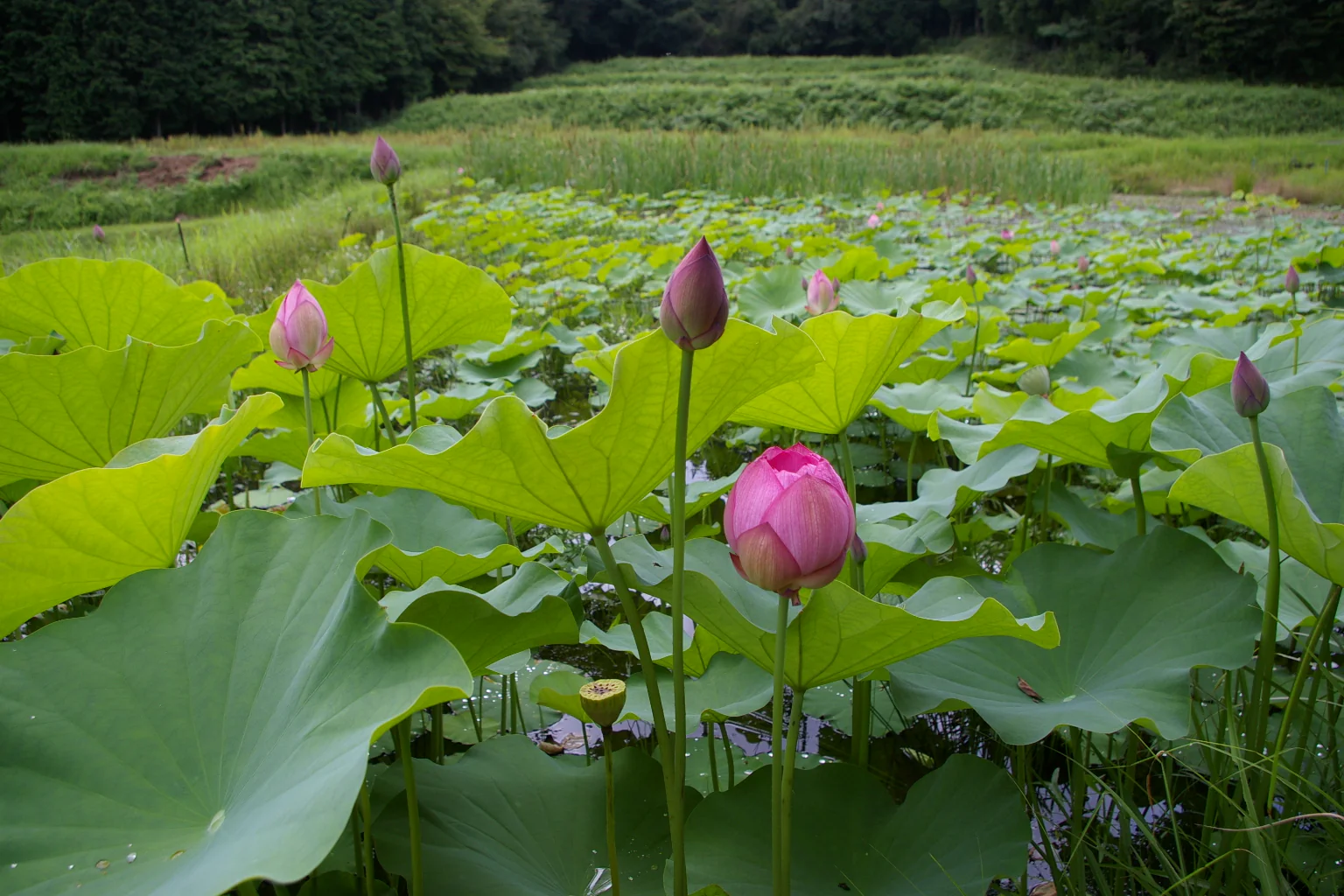 Nelumbo nucifera <br>PINK SACRED WATER LOTUS - Image 5