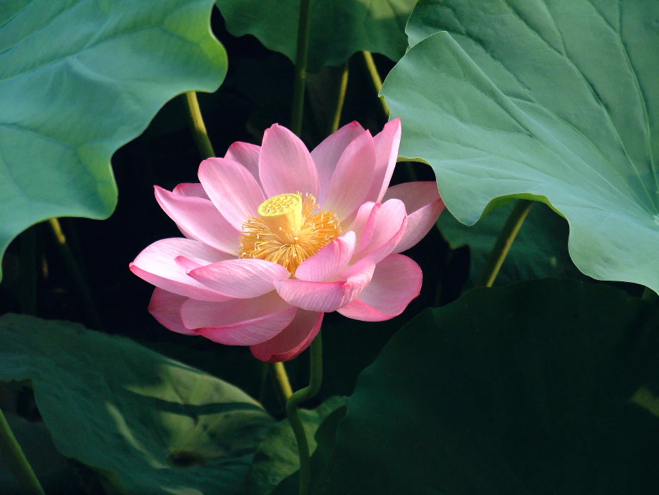 Nelumbo nucifera <br>PINK SACRED WATER LOTUS - Image 6