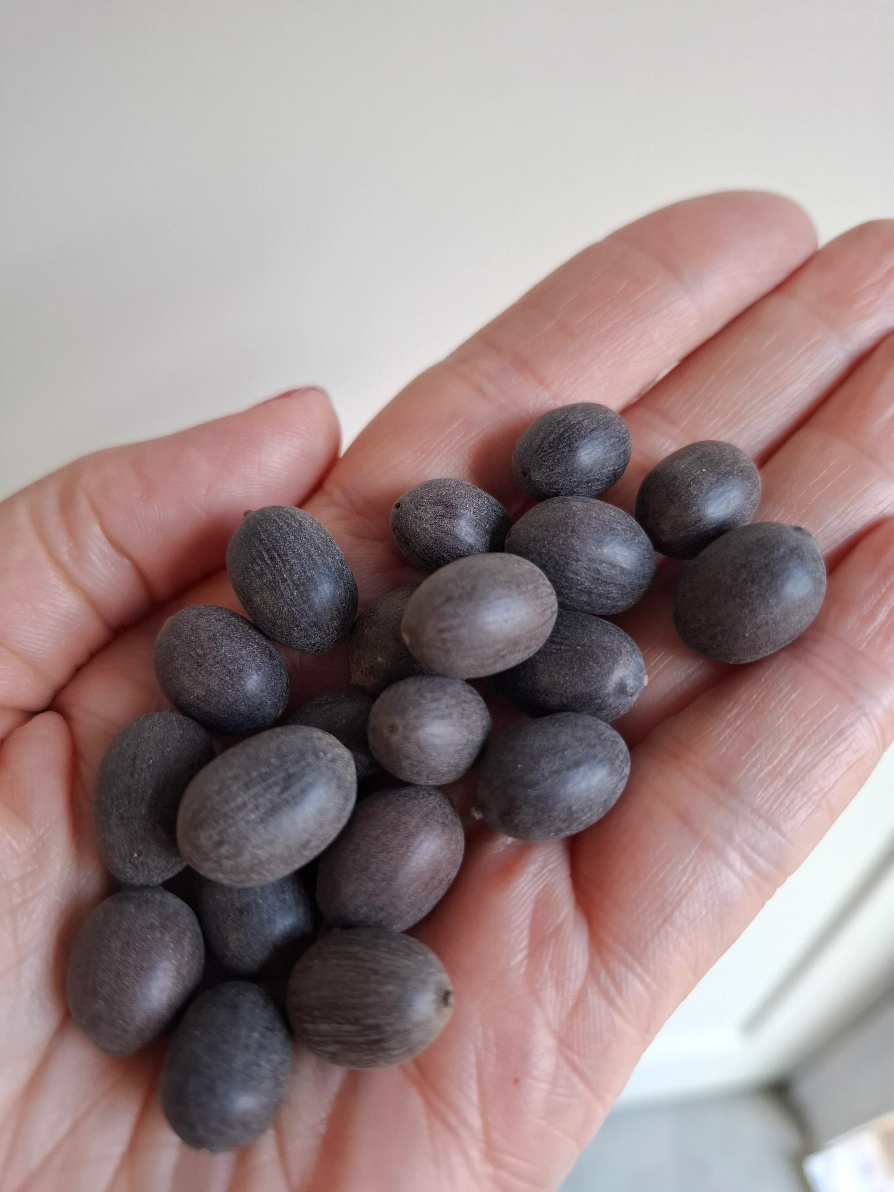 Nelumbo nucifera <br>PINK SACRED WATER LOTUS - Image 7