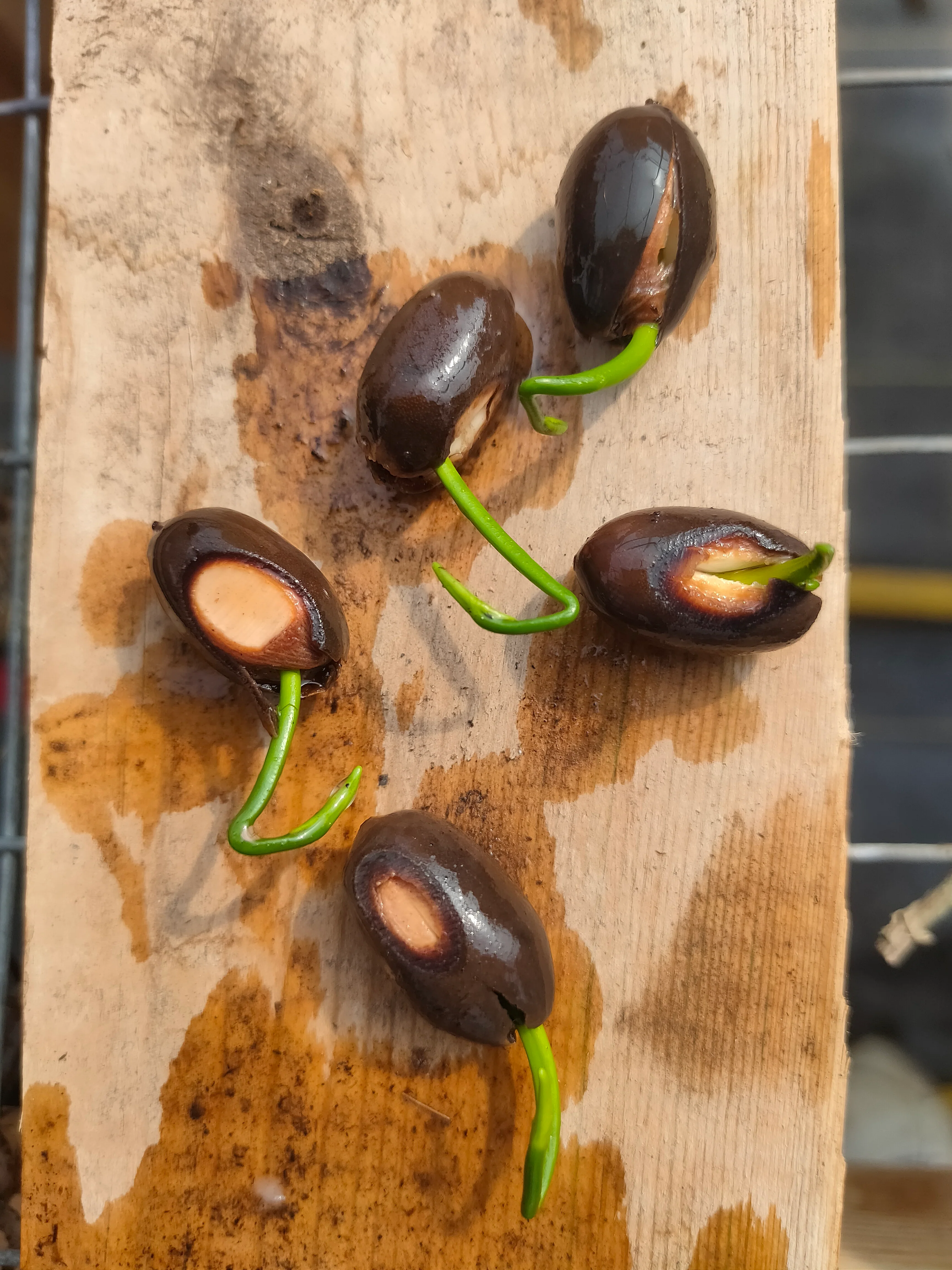 Nelumbo nucifera <br>RED WATER LOTUS - Image 4