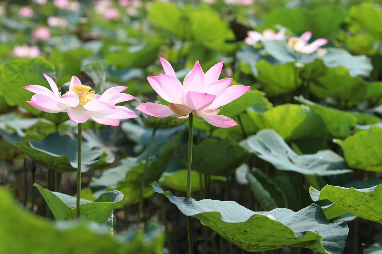 Nelumbo nucifera <br>PINK SACRED WATER LOTUS - Image 9