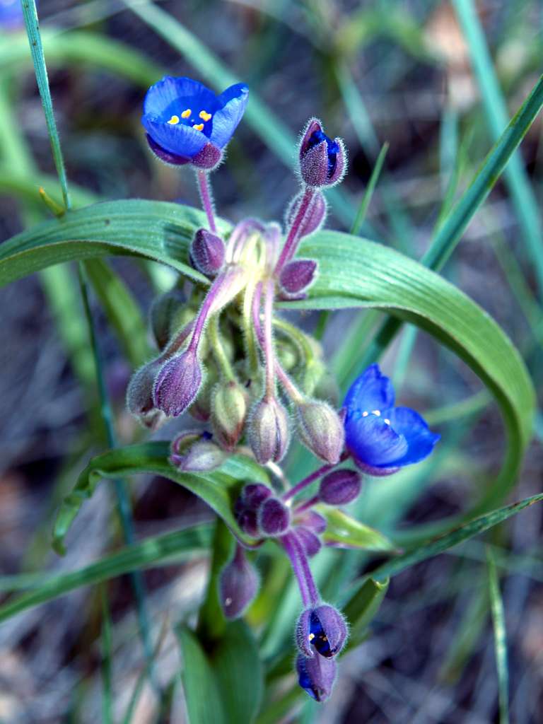 Tradescantia bracteata <br>PRAIRIE SPIDERWORT - Image 3