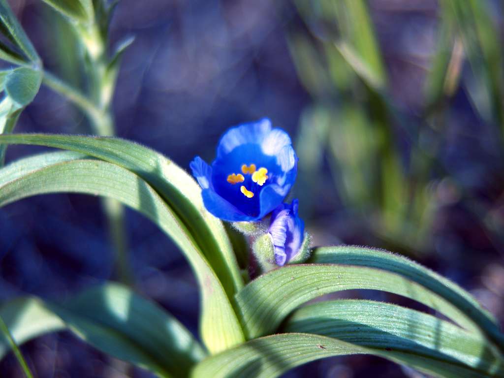 Tradescantia bracteata <br>PRAIRIE SPIDERWORT - Image 4