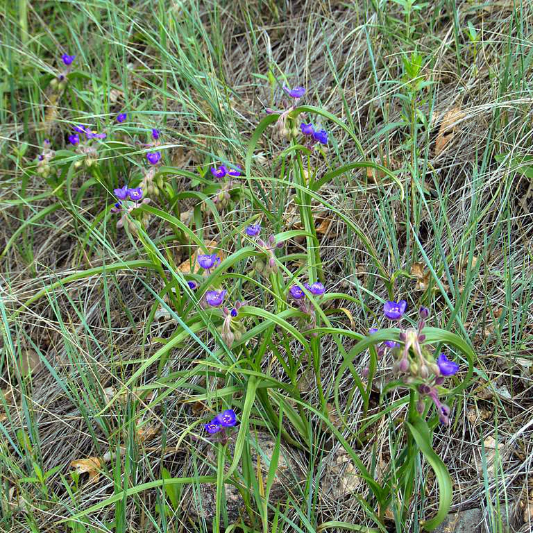 Tradescantia bracteata <br>PRAIRIE SPIDERWORT - Image 5