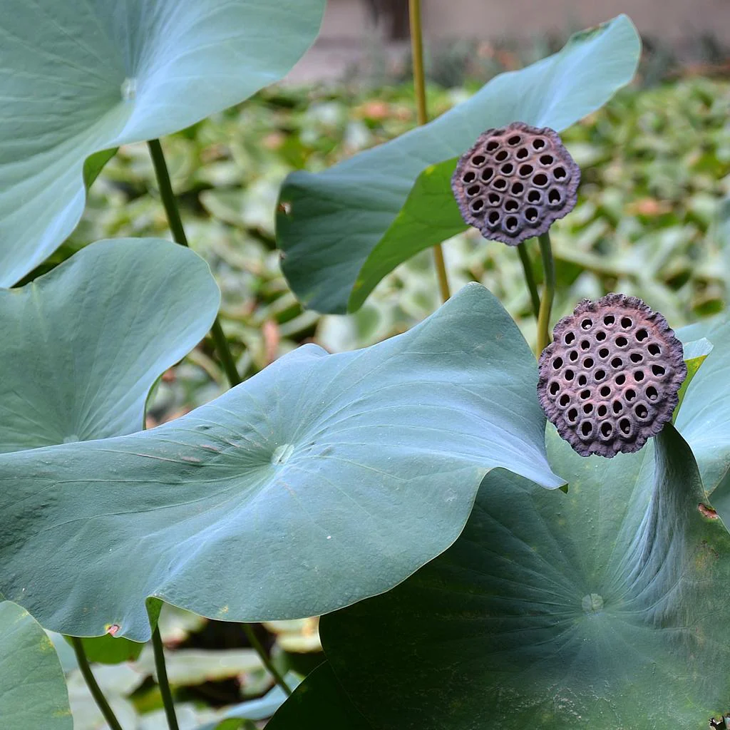 Nelumbo nucifera <br>RED WATER LOTUS - Image 3