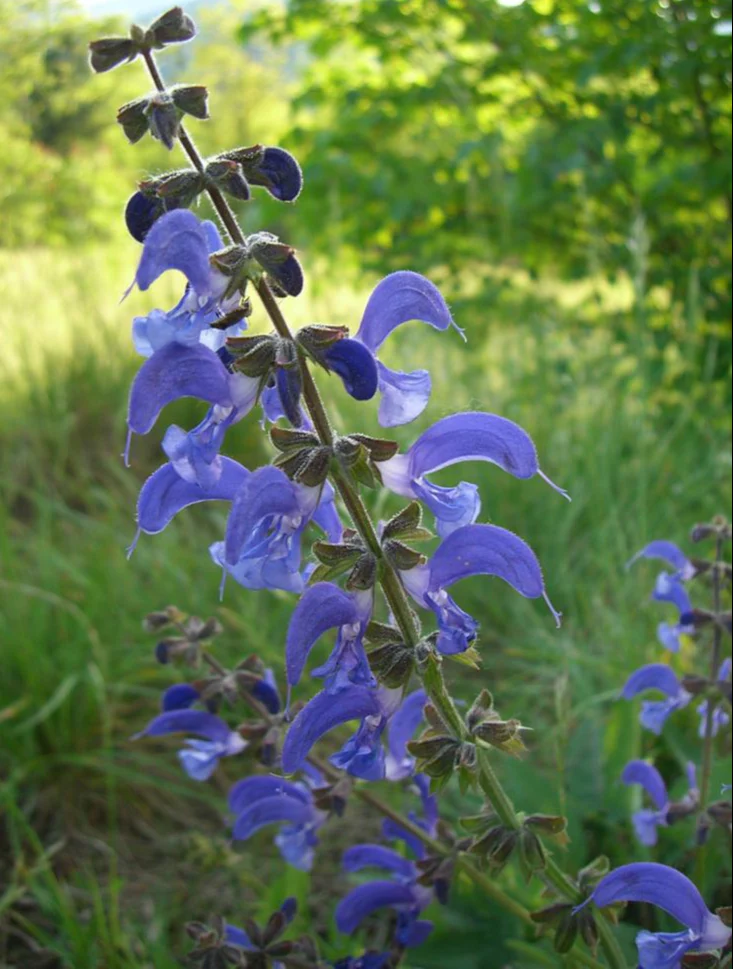 Salvia pratensis <br>SAGE MEADOW, MEADOW CLARY - Image 3