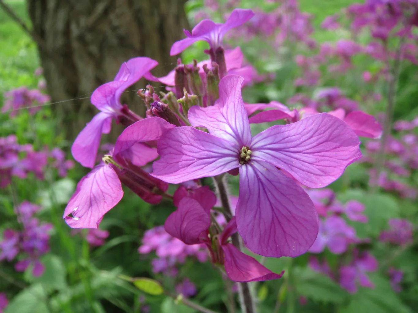 Lunaria annua <br>MONEY PLANT, SILVER DOLLAR PINK - Image 3