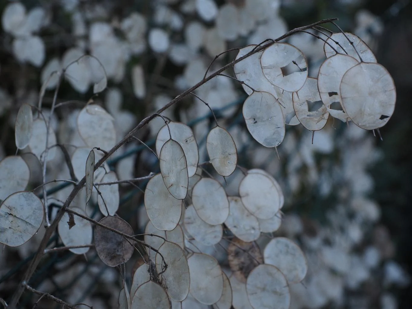 Lunaria annua <br>MONEY PLANT, SILVER DOLLAR PINK - Image 4
