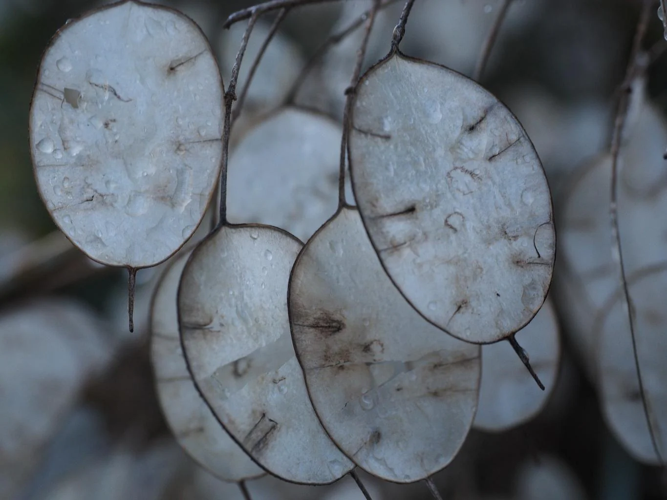 Lunaria annua <br>MONEY PLANT, SILVER DOLLAR PINK - Image 5