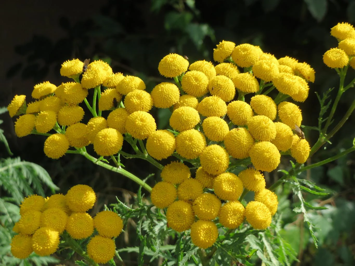 Tanacetum <br>SUNNY BALL FEVERFEW - Image 3