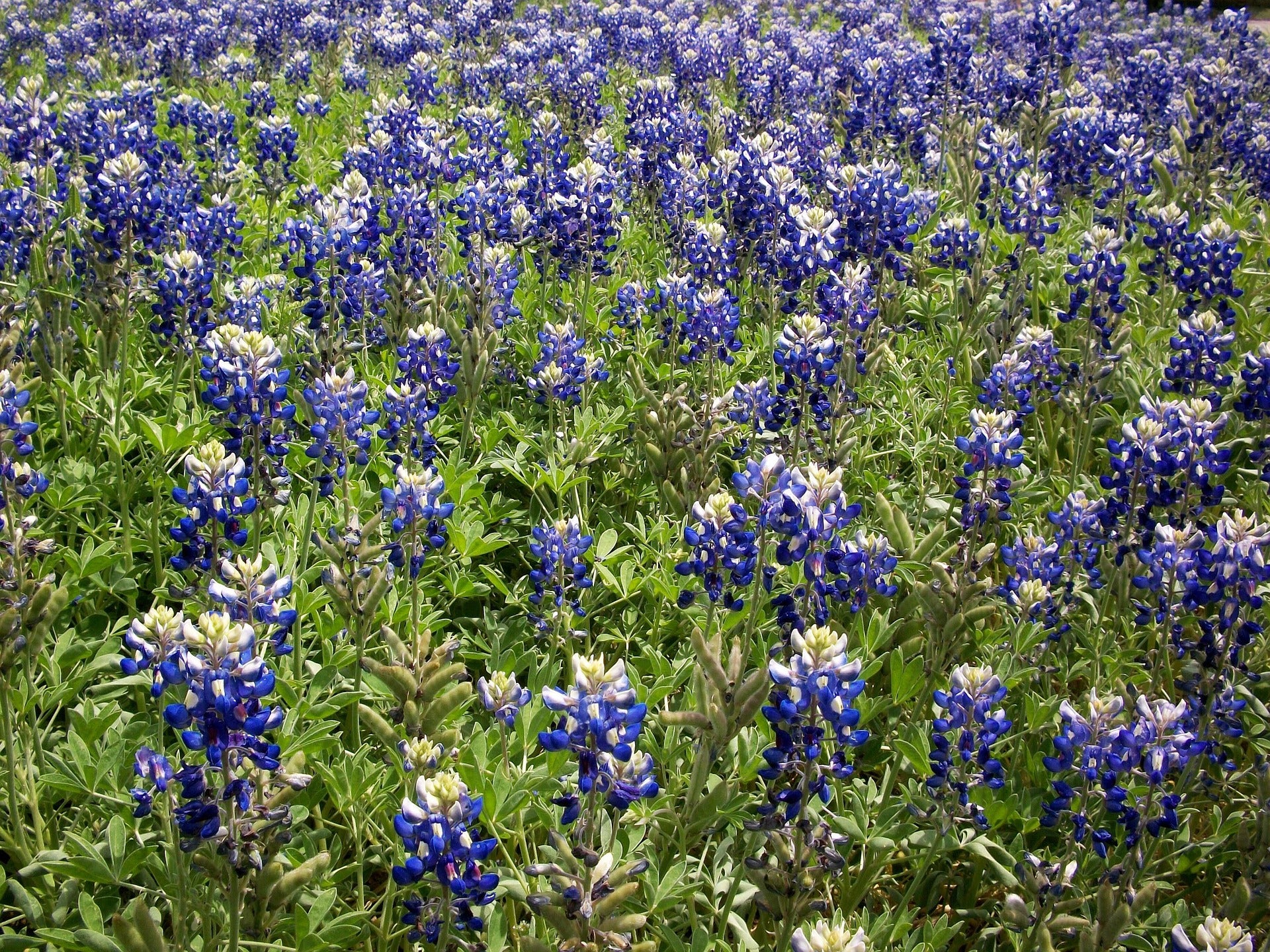 Lupinus texenis <br>TEXAS BLUEBONNET - Image 3