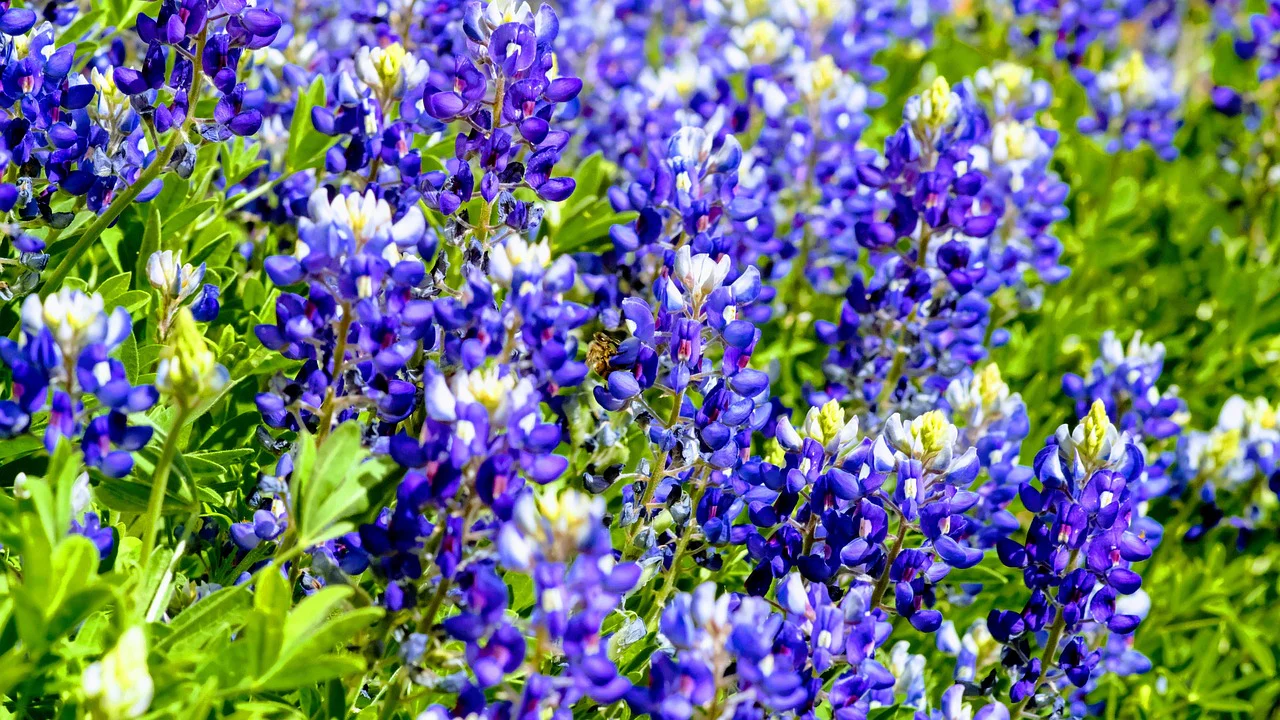 Lupinus texenis <br>TEXAS BLUEBONNET - Image 4