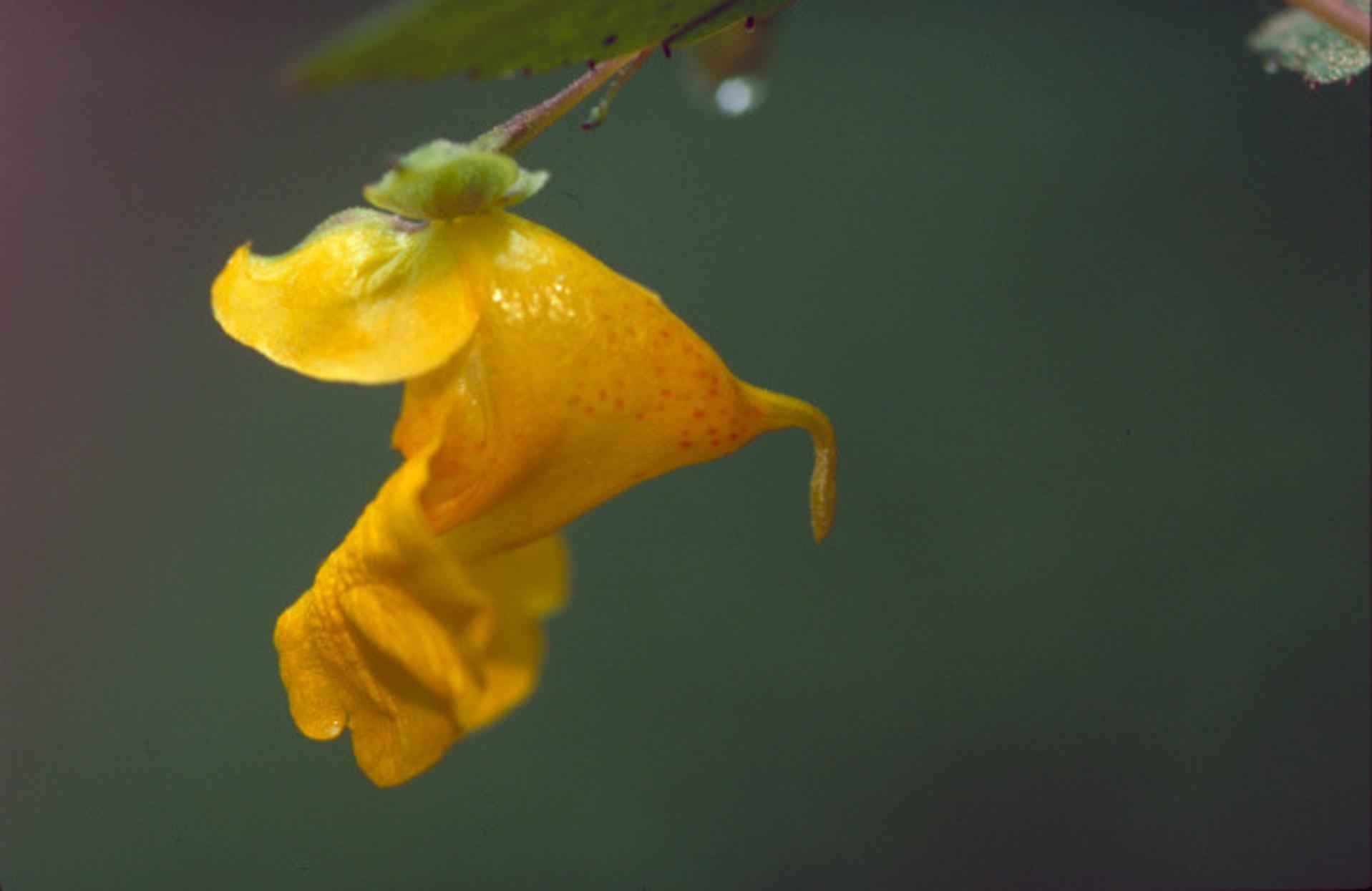 Impatiens pallida <br>YELLOW JEWELWEED, TOUCH-ME-NOT YELLOW - Image 3