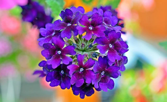 Verbena hybrida <br>VERBENA MIX - Image 11
