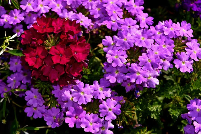 Verbena hybrida <br>VERBENA MIX - Image 12