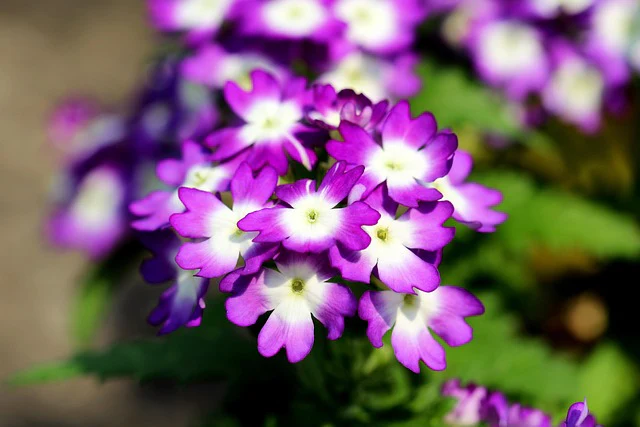 Verbena hybrida <br>VERBENA MIX - Image 15