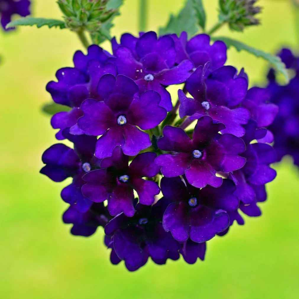 Verbena hybrida <br>VERBENA MIX - Image 3