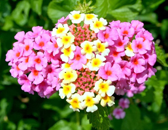 Verbena hybrida <br>VERBENA MIX - Image 5