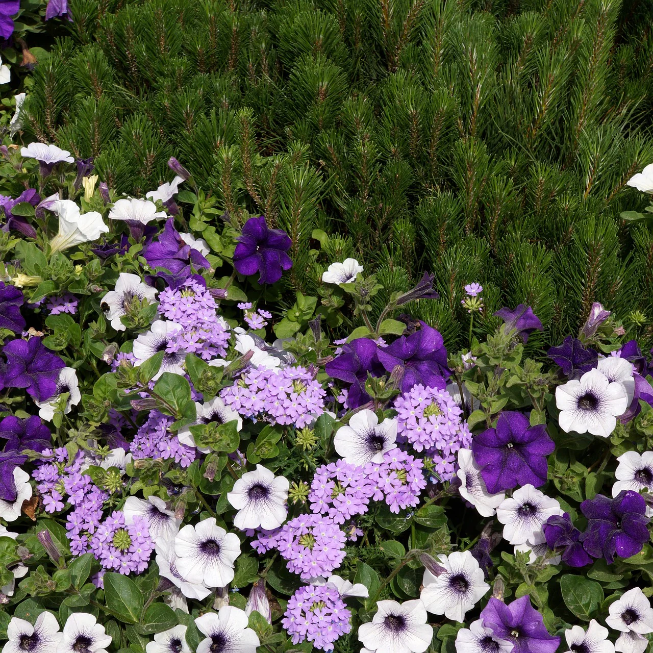 Verbena hybrida <br>VERBENA MIX - Image 7