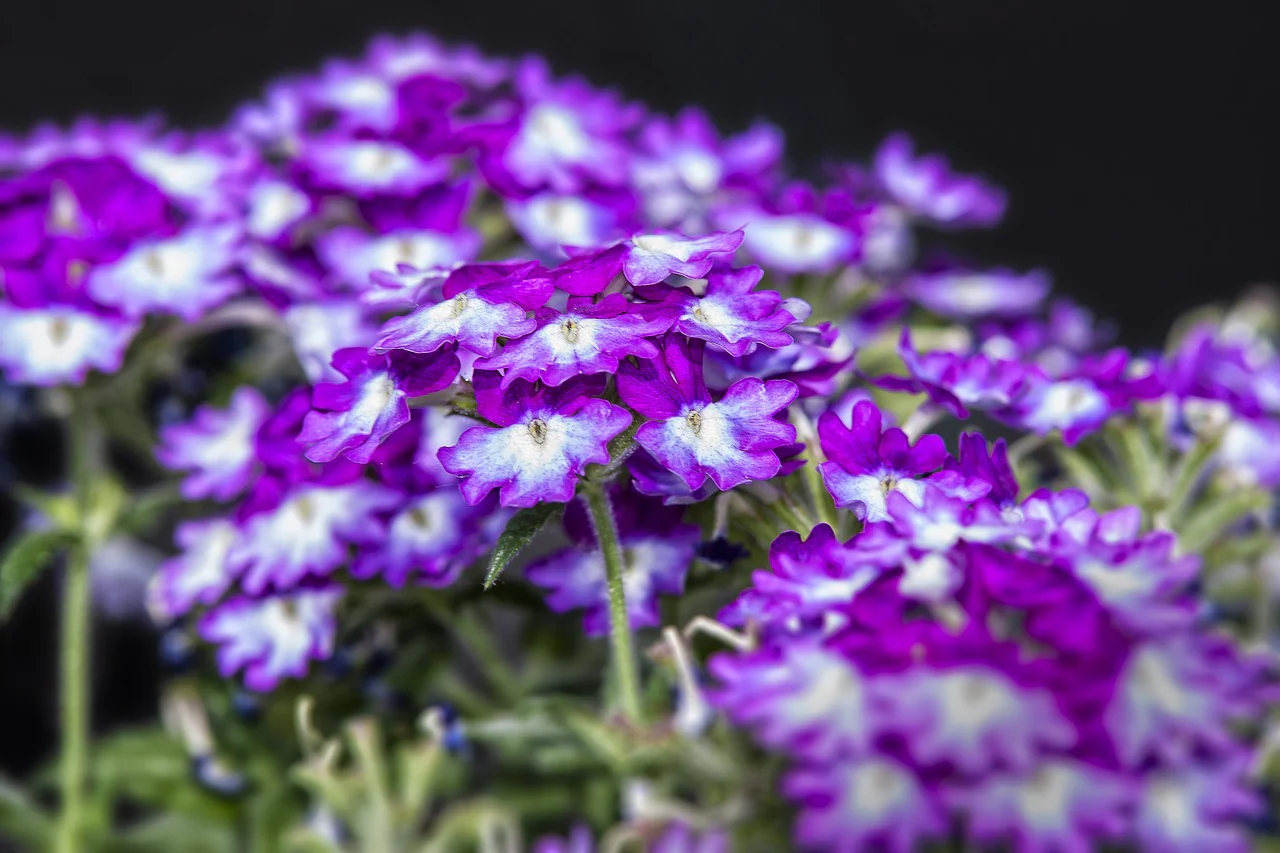 Verbena hybrida <br>VERBENA MIX - Image 8