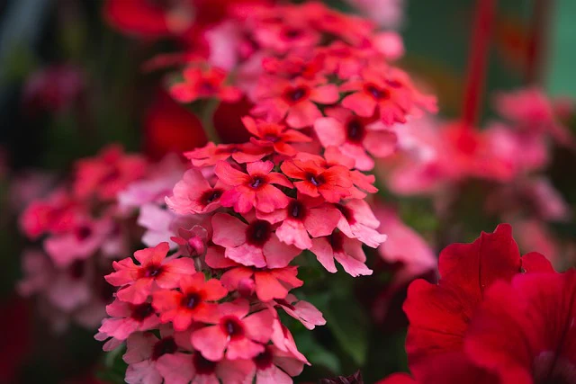 Verbena hybrida <br>VERBENA MIX - Image 9