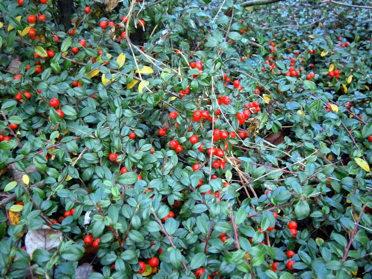 Gaultheria procumbens <br>WINTERGREEN AMERICAN, CHECKERBERRY, TEABERRY, BOXBERRY - Image 3