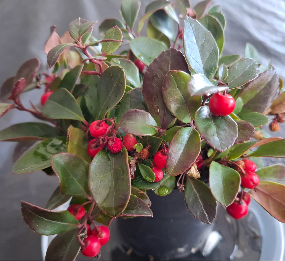 Gaultheria procumbens <br>WINTERGREEN AMERICAN, CHECKERBERRY, TEABERRY, BOXBERRY - Image 5